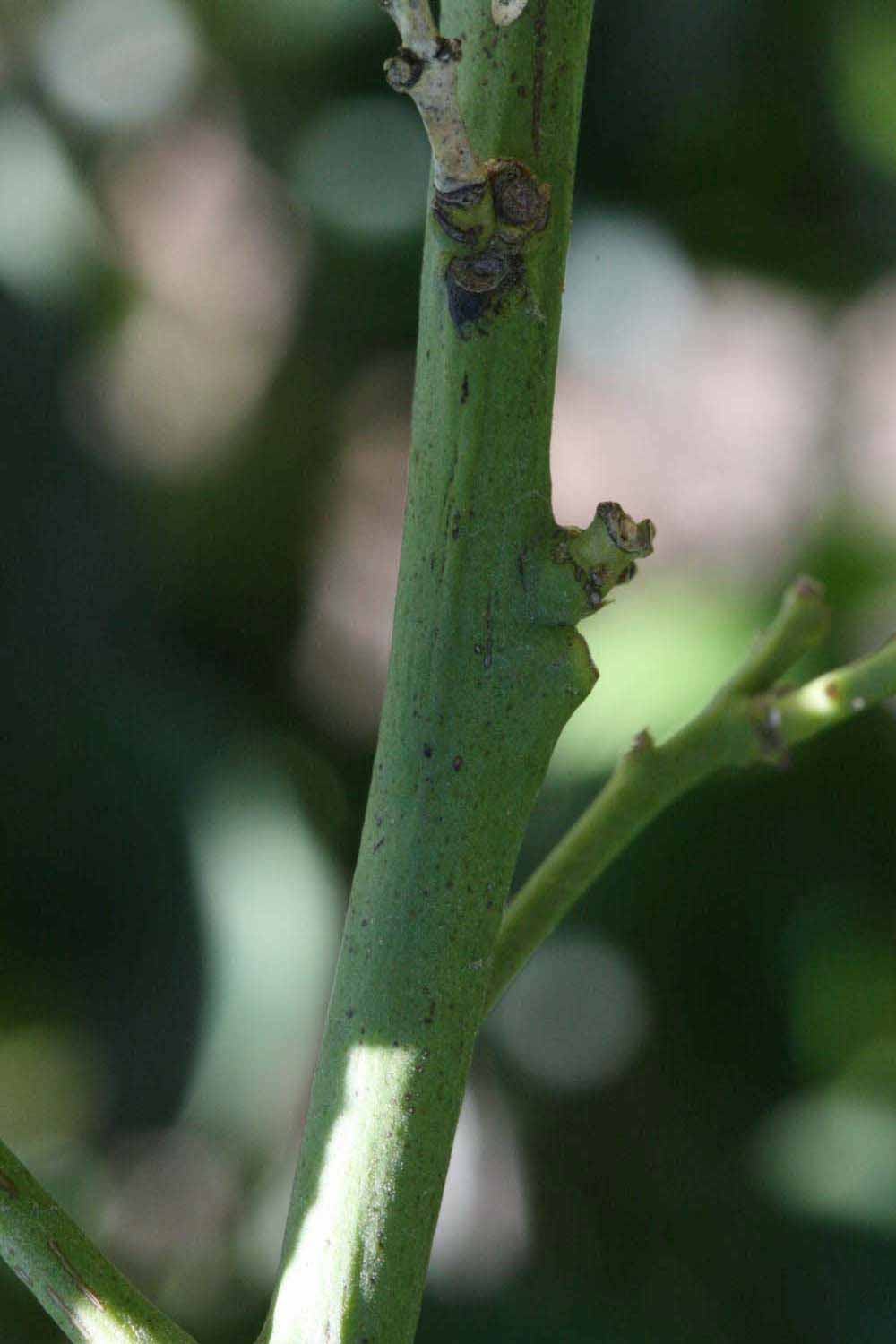            First year twig (Riverside, CA)   